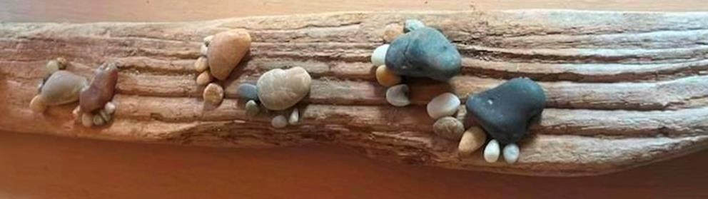 Stenfødder på bræt